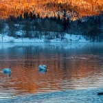 labudmrzlavodica3mal