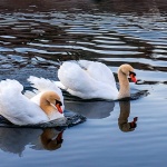 gorskikotarzima17mal