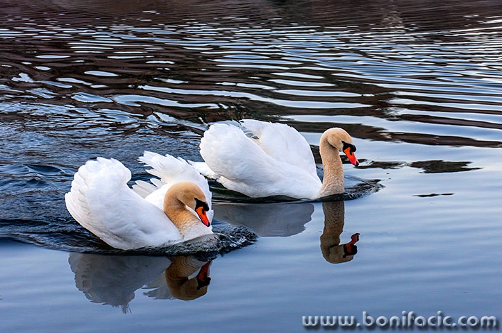 gorskikotarzima17mal