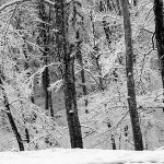 gorskikotarzima100bwmal