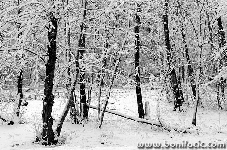 gorskikotarzima105mal