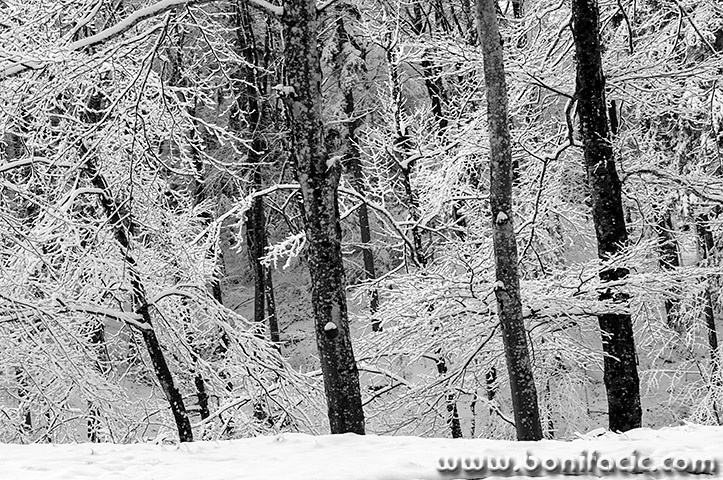 gorskikotarzima100bwmal