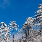 gorskikotarzima60mal