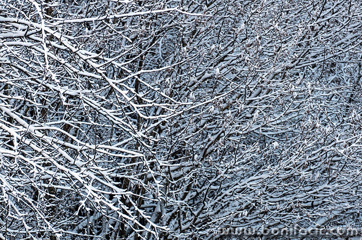 gorskikotarzima48mal