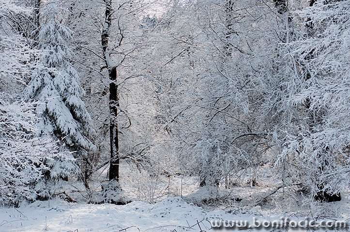 gorskikotarzima104mal