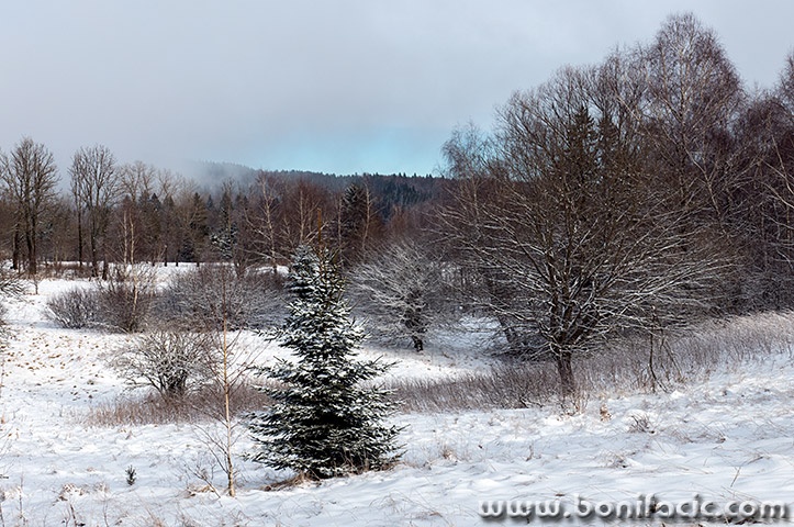 gorskikotarzima118mal