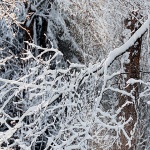 gorskikotarzima102mal