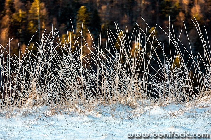 gorskikotarzima35mal