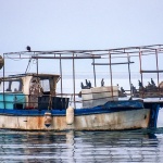 galjobrodgnjurci1mal