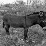 kampeljetovor17bwmal