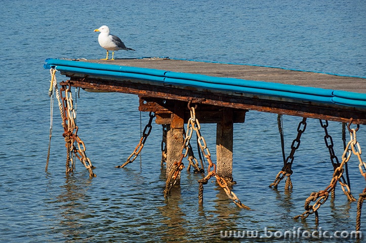 galebpodgusternu1mal