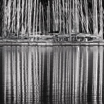 marinajarboliprnicabw1mal