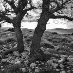 starabaskaclouds53mal