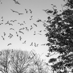 galebistabladunat3bwmal