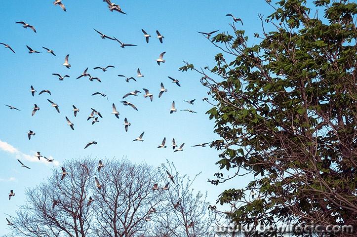 galebistabladunat3mal