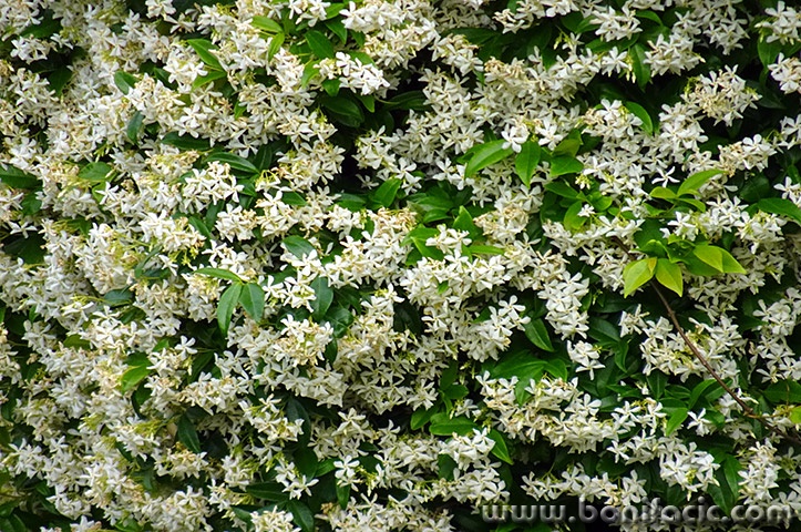 jasmindoma1mal