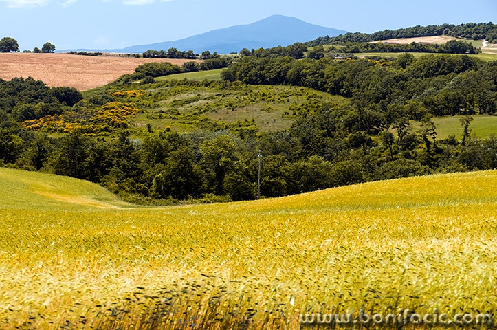 toscana184mal
