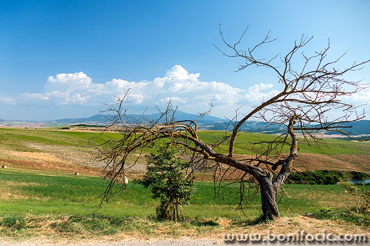 toscana215mal