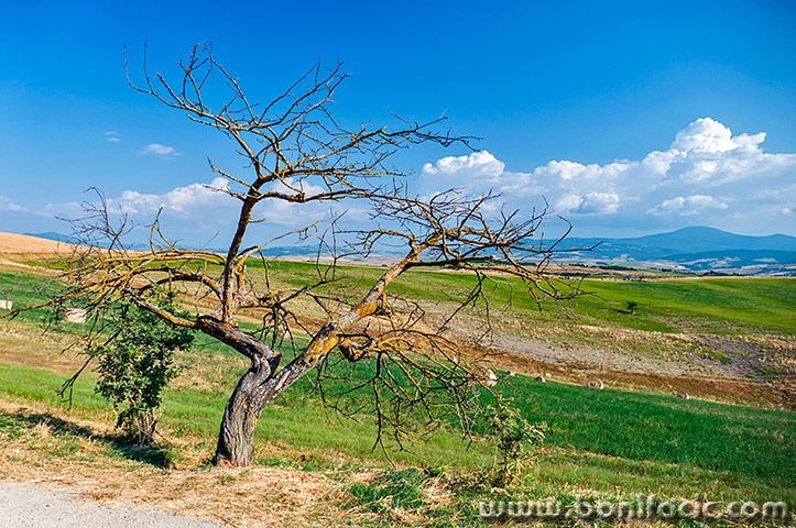 toscana216mal