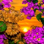 bugenvilijazalaz5mal