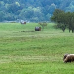 babaovcelika14panomal