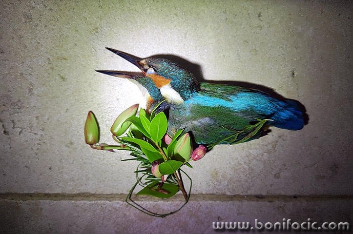 kingfisher1mal