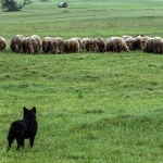 rastokefallspasovcelika2mal