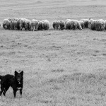 pasovcarovcelikabw1mal