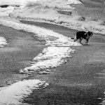 mackacestasnigbw1mal