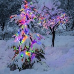 josipelborlampice1ma