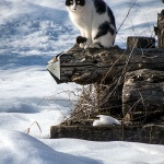 mackasnigjosipdol1mal